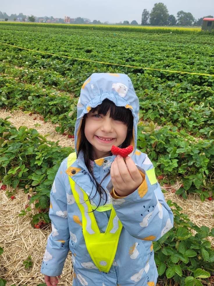 Die Kinder pflücken Erdbeeren.